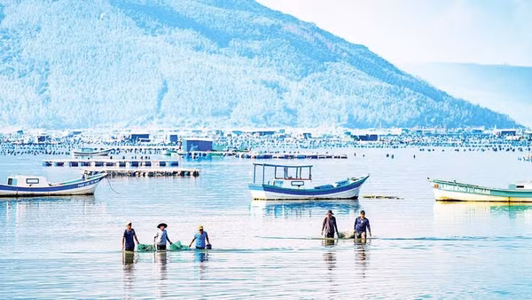 Ngư dân lội qua vùng nước cạn mang những “chiến lợi phẩm” vào bờ, nơi các thương lái đang chờ để thu mua.