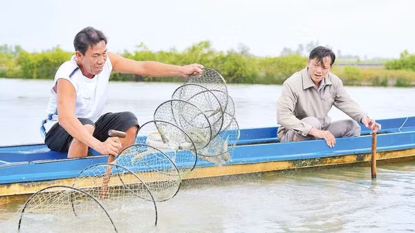Gia đình ông Trương Thanh Sang ở ấp Hiệp Bình, xã Tân Thuận có thu nhập cao nhờ nuôi tôm quảng canh hai giai đoạn.