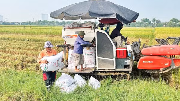 Hơn 98% diện tích lúa mùa tại thành phố Bắc Ninh được thu hoạch bằng máy gặt đập liên hợp.