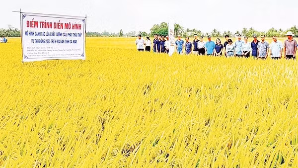 Tham quan mô hình “cánh đồng mẫu lớn”, giá trị kinh tế cao ở xã Vĩnh Mỹ.