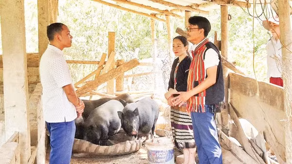 Anh Hồ Văn Thằn (phải) chia sẻ cách chăm sóc, phòng dịch bệnh cho đàn lợn giống bản địa tại khu chuồng trại của gia đình.
