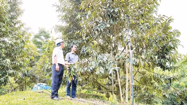 Đà Nẵng triển khai chuyển đổi số tại các nhà vườn, trang trại theo từng xã, phường.