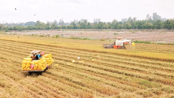 Đồng bộ cơ giới hóa trong sản xuất lúa giúp các thành viên Hợp tác xã nông nghiệp Phát Tài, xã Châu Thành, tỉnh Vĩnh Long tăng thu nhập.
