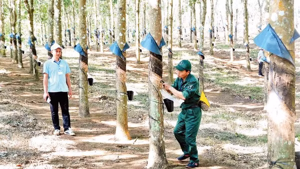 Công nhân Mùa A Sùng, Đội cao su Tuần Giáo thực hành cạo mủ tại vườn cây trong cuộc thi.