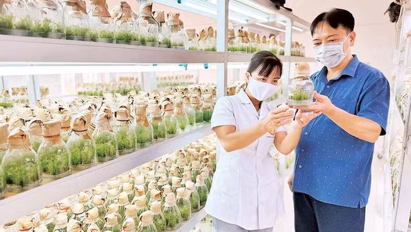 Cây giống được sản xuất bằng phương pháp nuôi cấy mô tại Trung tâm Thực nghiệm, thực hành và chuyển giao công nghệ, Trường đại học Tân Trào.