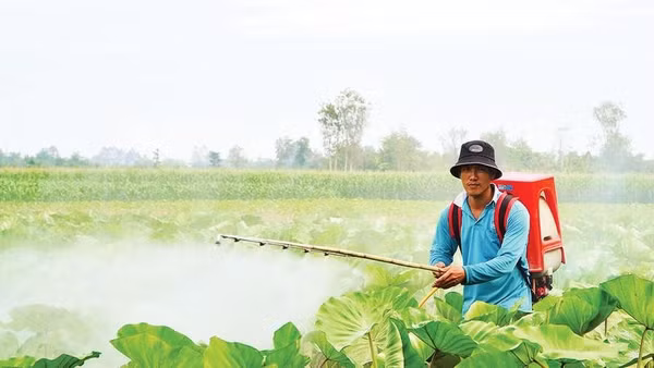 Nông dân chăm sóc cây khoai môn trong vùng sản xuất mùa nước nổi ở Hội An Đông.