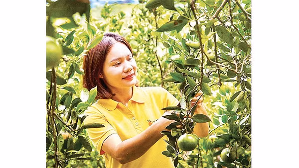 Giám đốc Hợp tác xã 3T Farm Cao Phong Vũ Thị Lệ Thủy chăm sóc cam tại trang trại.