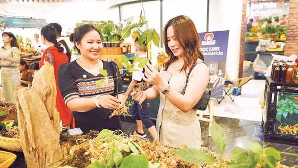 Du khách tìm hiểu, mua sắm tại Chương trình giới thiệu, quảng bá sâm Ngọc Linh và dược liệu thành phố Đà Nẵng.