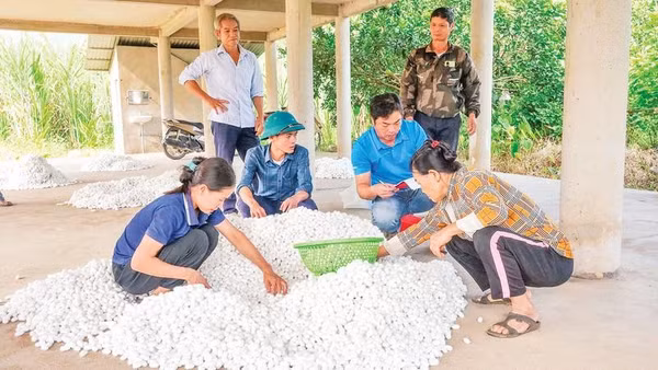 Kén tằm được thu mua với giá ổn định, mang lại nguồn thu ổn định cho người dân.