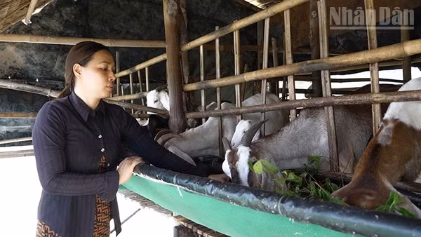 Chị Lưu Thị Thu Thủy ở ấp La Ghi, xã Long Vĩnh bên đàn dê của mình. (Ảnh: CTV)