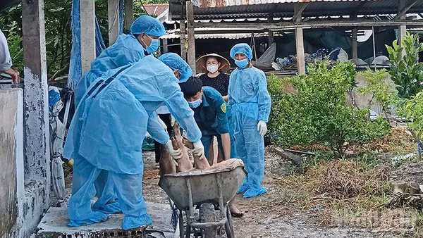 Lực lượng chức năng tiến hành tiêu hủy lợn bị bệnh. (Ảnh: CTV)