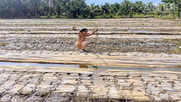 Chị Nguyễn Thị Trúc bên ruộng dưa tan hoang của mình. (Ảnh: BÁ DŨNG)
