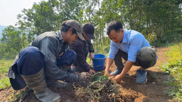 Cán bộ xã Sơn Tây Thượng (Quảng Ngãi) hướng dẫn người dân trồng cà-phê xen canh.