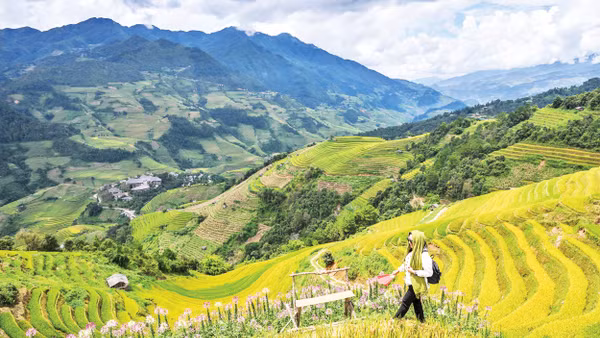 Màu no ấm bắt đầu nhuộm vàng những thửa ruộng bậc thang nơi đất trời Tây Bắc. 