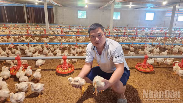Anh Nguyễn Văn Huy trong trại gà của mình tại xóm Liên Hòa, xã Liên Sơn, tỉnh Phú Thọ.