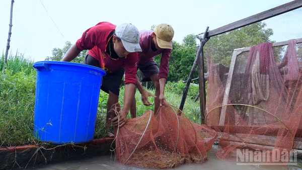 Nông dân Cà Mau phấn khởi thu hoạch tôm đạt chất lượng tại cống xổ tôm, bảo đảm tiêu chuẩn chất lượng cung ứng cho các chuỗi liên kết. (Ảnh: HỮU TÙNG)
