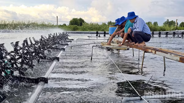 Quạt nước gạt đập liên hồi tạo nên những luồng bọt bồng bềnh trắng xóa trên mặt ao là đặc trưng tại các vùng nuôi tôm trọng điểm tỉnh Cà Mau. (Ảnh HỮU TÙNG)