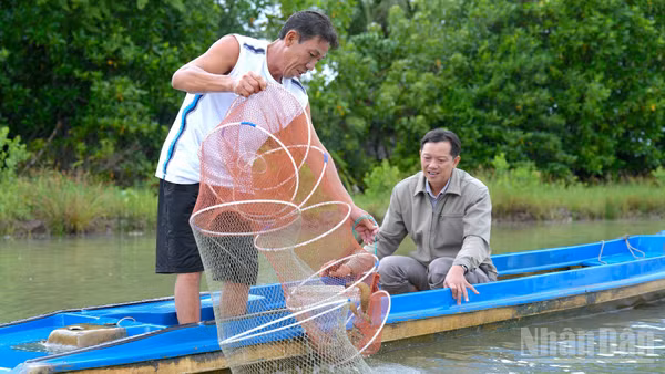 Đổ lú thu hoạch tôm quảng canh cải tiến của nhà nông xã Tân Thuận, tỉnh Cà Mau. (Ảnh: HỮU TÙNG)