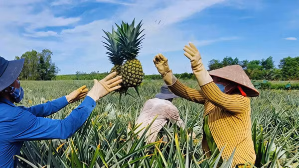 Chương trình mỗi xã một sản phẩm (OCOP) đang mở ra cơ hội lớn cho nông sản địa phương.