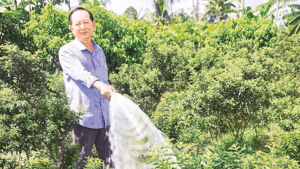 Dù tuổi cao nhưng ông Phúc vẫn miệt mài lao động, sản xuất.