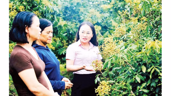 Nông dân xã Hoàng Hoa Thám, tỉnh Hưng Yên vay vốn tín dụng chính sách giải quyết việc làm đầu tư chăm sóc vườn nhãn theo quy trình VietGAP. 
