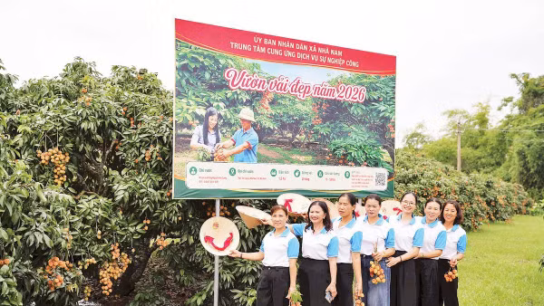 Giới thiệu vườn vải đẹp tại xã Nhã Nam, Bắc Ninh. 