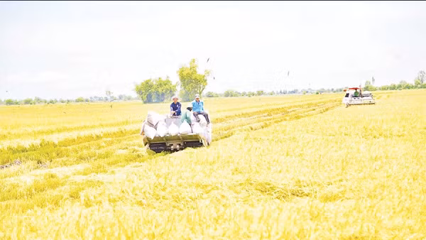 Thành viên Hợp tác xã nông nghiệp Bàu Môn (An Giang) thu hoạch lúa. 