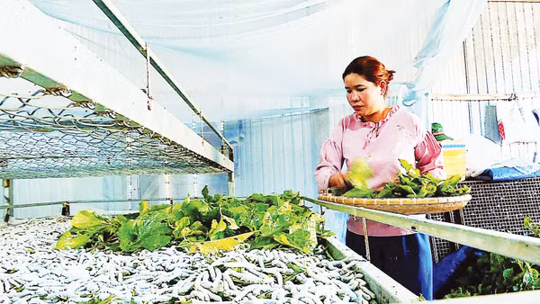 Đẩy mạnh ứng dụng và chuyển giao công nghệ góp phần phát triển bền vững nghề trồng dâu, nuôi tằm tại Lâm Đồng.