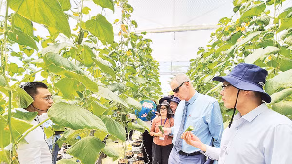 Trang trại thực nghiệm trồng dưa chuột công nghệ Israel tại xã Hồng Sơn, thành phố Hà Nội. (Nguồn ảnh: Đại sứ quán Israel tại Việt Nam)