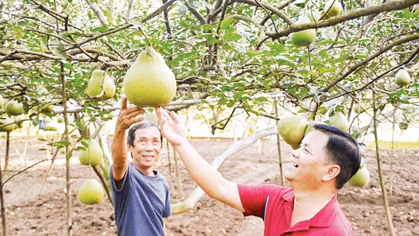 Phường Tân Triều - vùng đất bưởi nổi tiếng bên dòng sông Đồng Nai. Ảnh: Quang Huy 