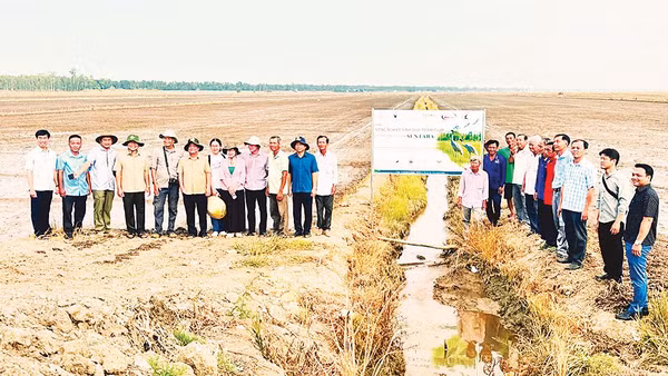 Cán bộ địa phương, nhà khoa học, nông dân tham quan mô hình sản xuất lúa sinh thái tại xã Tràm Chim. Ảnh: Hoàn Quân