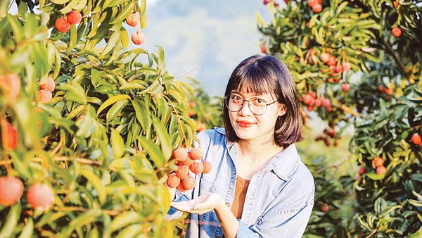 Định hướng phát triển du lịch nông nghiệp thông qua mô hình trải nghiệm, tham quan vườn vải, kết hợp lưu trú tại chỗ đã được tỉnh Bắc Ninh triển khai hiệu quả trong những năm gần đây. (Nguồn Tico Travel)