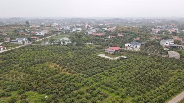Vùng vải sớm tại xã Phúc Hòa, tỉnh Bắc Ninh.