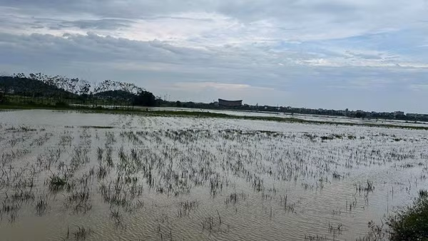 Hơn 5.400ha lúa tại Bắc Ninh ngập sâu trong nước. (Ảnh: A.T)