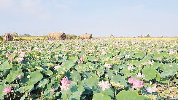 Sen hồng- biểu tượng tinh thần và tiềm năng phát triển kinh tế của Đồng Tháp.