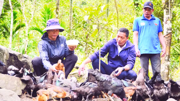 Thầy giáo Phạm Quang Hướng (giữa) hướng dẫn các hộ ở thôn 4, xã Trà Tập chăn nuôi gà.