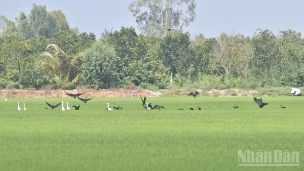 Nhiều loài quắm đen, cò trắng về đậu cánh đồng lúa ở xã Mỹ Thành, tỉnh Đồng Tháp để tìm thức ăn.