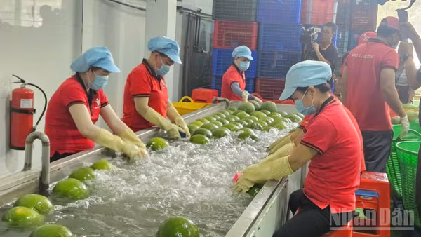 Nông dân trong một dây chuyền chế biến trái cây xuất khẩu. (Ảnh: NGUYỄN PHƯỢNG)