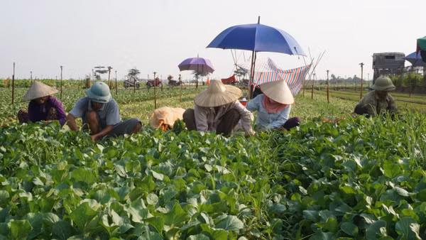 Hiện sản xuất của nông hộ thường nhỏ lẻ, phân tán và mang nặng tính kinh nghiệm. Ảnh: PHÚ TÂY