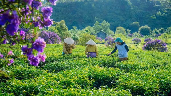 Hợp tác xã Chè sạch Đông Trường Sơn hình thành vùng chè đặc sản và thay đổi diện mạo cao nguyên Kon Plông, Quảng Ngãi.