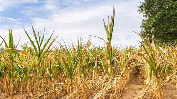 Khắp Trung Mỹ và phía Bắc của Nam Mỹ, nền nhiệt tăng cao chưa từng thấy.