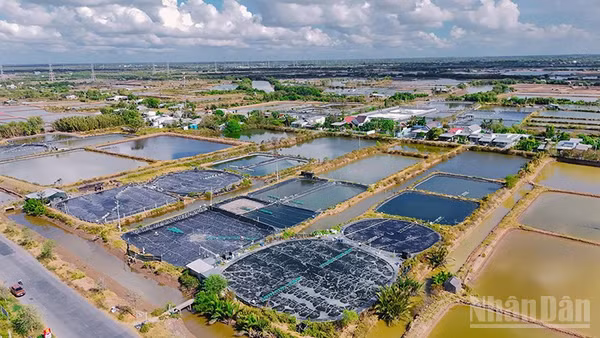 Các xã, phường ven biển tỉnh Vĩnh Long có lợi thế nuôi tôm công nghiệp, mật độ cao.