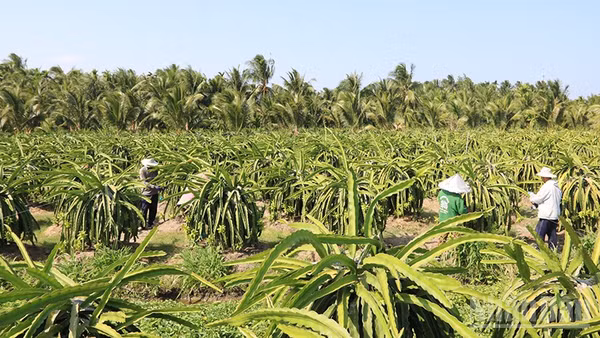 Nhà vườn xã Bình Phú, tỉnh Vĩnh Long chăm sóc thanh long ruột đỏ.
