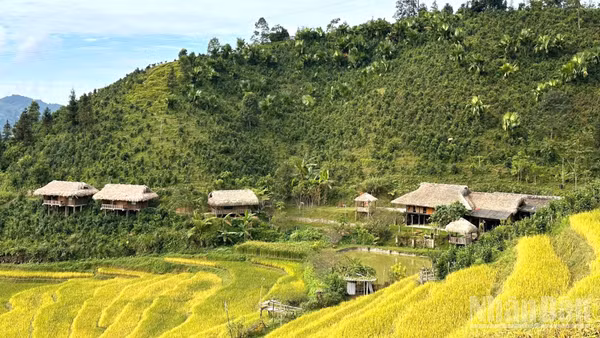 Mùa vàng ở Bản Liền, Lào Cai. (Ảnh: THANH SƠN)