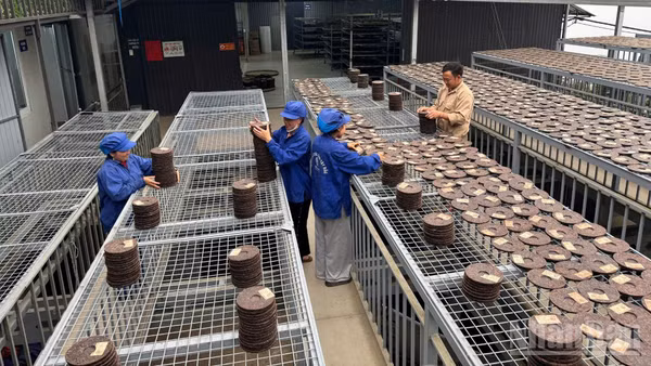 Nông dân sản xuất trà ép bánh "made in Vietnam". (Ảnh: THU HÀ)