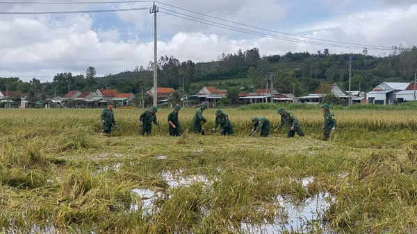 Cán bộ, chiến sĩ Đồn Biên phòng An Hải cùng các lực lượng hỗ trợ người dân thu hoạch lúa. (Ảnh: NGUYỄN LÂN)