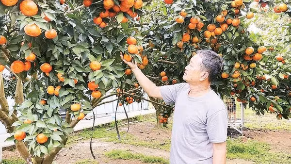 Ông Vũ Xuân Oanh, Giám đốc Hợp tác xã nông nghiệp Đại Đồng, xã Yên Trị ghép cam trên gốc cây bưởi đỏ cho hiệu quả cao.
