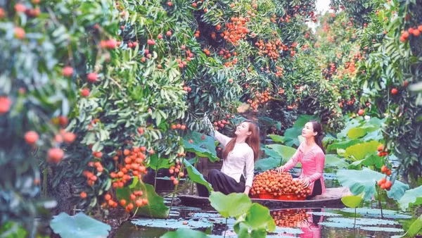 Khu du lịch sinh thái Đồng Mẩn vào mùa vải chín.
