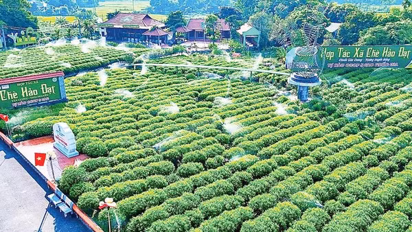 Hợp tác xã Chè Hảo Đạt ở xã Tân Cương ứng dụng khoa học, chuyển đổi số trong quản lý, chăm sóc, chế biến, tiêu thụ chè.