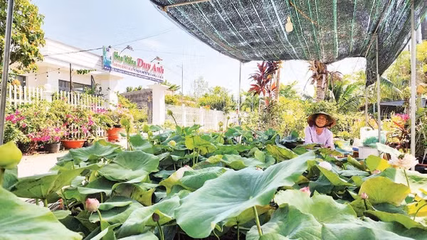 Trồng sen chậu tại cơ sở sản xuất hoa kiểng Duy Anh, phường Mỹ Ngãi, tỉnh Đồng Tháp.
